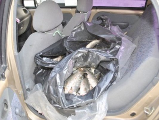 Jumătate de tonă de peşte bulgăresc, confiscat de frontierişti